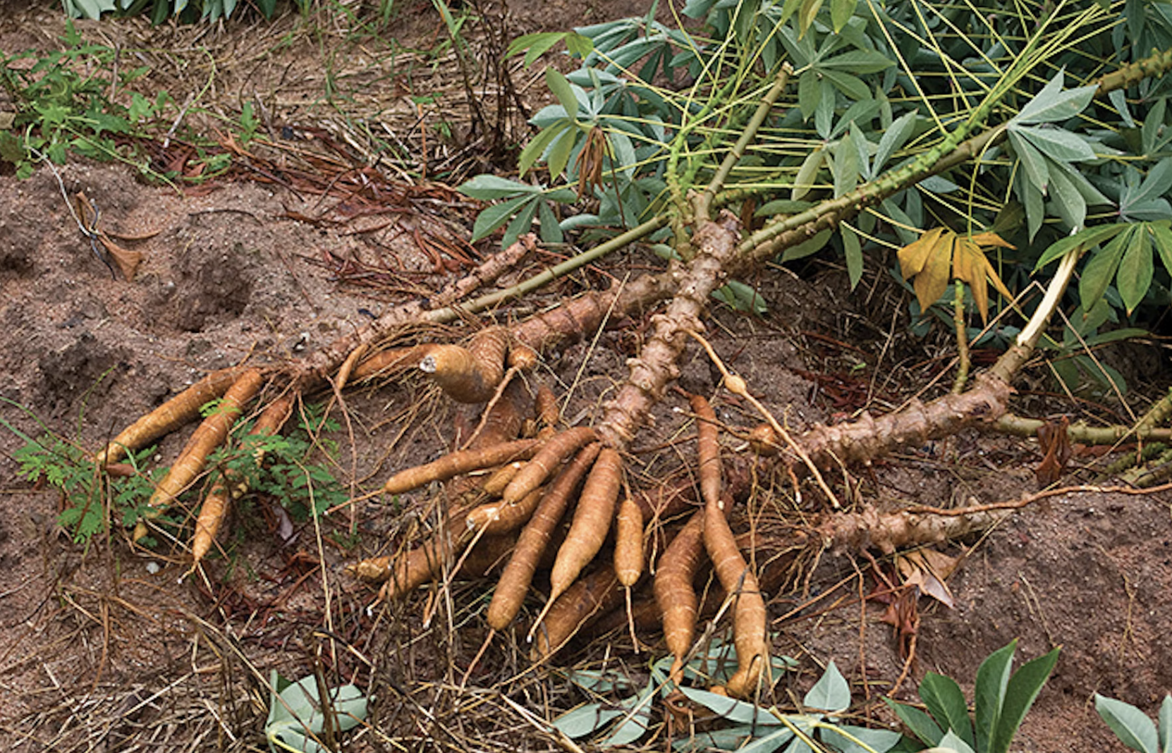 Ancient Wisdom for Modern Storms: How Jamaica’s Indigenous Practices Can Guide Recovery